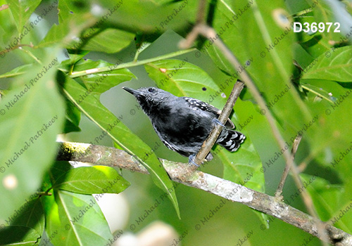 Silvery-flanked Antwren (Myrmotherula luctuosa)